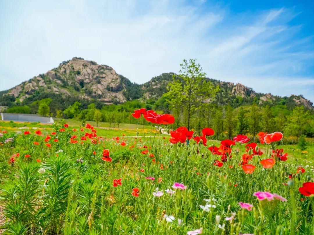 日照奎山山地公园正分段陆续开放!邀请您来打卡体验!