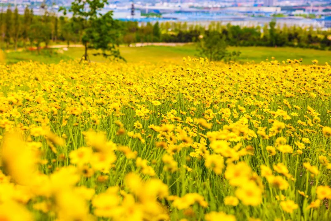 日照奎山山地公园正分段陆续开放!邀请您来打卡体验!